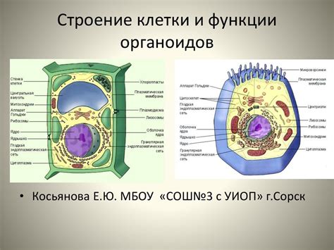 Особенности распределения ядерного материала в клетке растения: основные вопросы