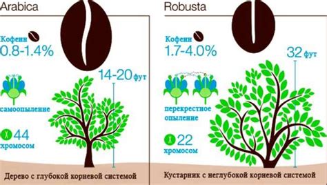 Особенности роста и распределения кофейных деревьев