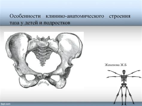 Особенности строения анатомического района под пояском у представительниц слабого пола