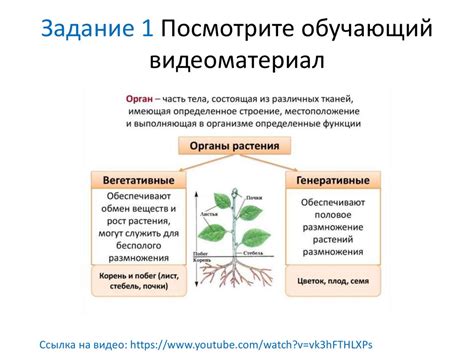 Особенности строения и внешнего вида растения