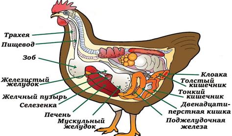 Особенности строения правой части фильтрующей системы женского организма