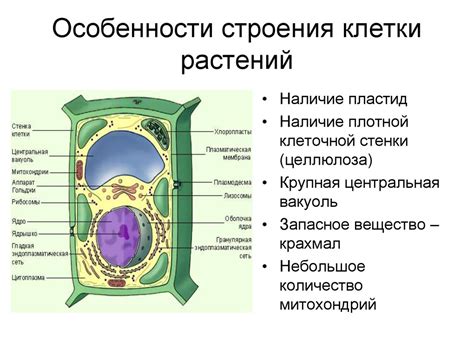 Особенности структуры растительной клетки