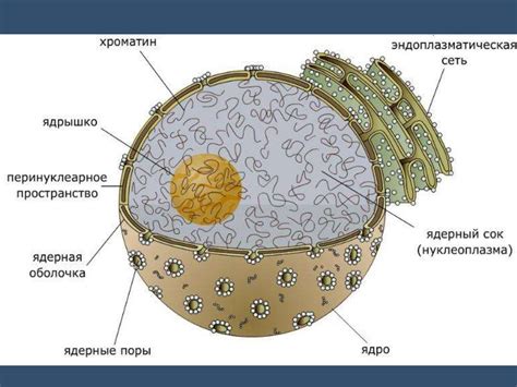 Особенности структуры ядерной оболочки эвгленной зелени