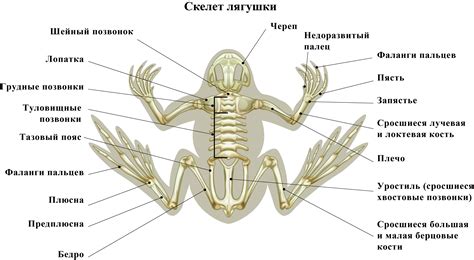 Особенности суставной системы у земноводных: уникальные черты