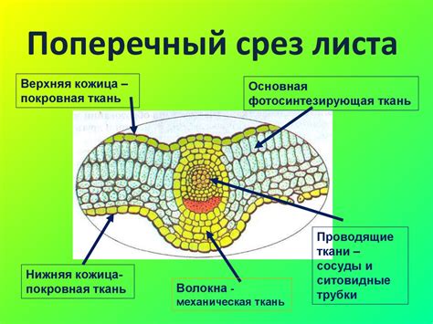 Особенности тканей, отвечающих за передвижение веществ у растений