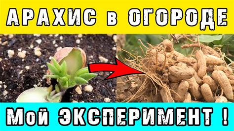 Особенности условий культивирования арахиса