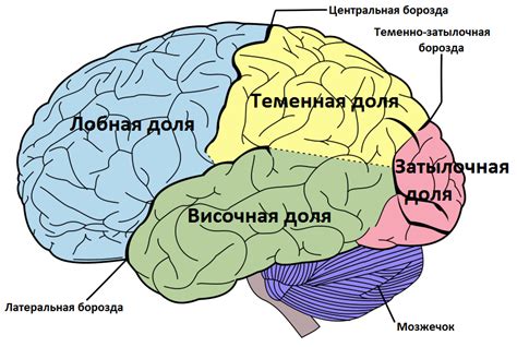 Особенности функций двух полушарий головного мозга