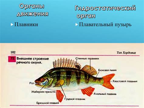 Особенности функционирования мобильного устройства и процесса съемки в водной среде