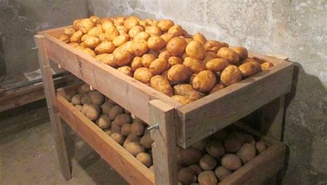 Особенности хранения картофеля в домашних условиях