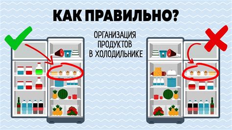 Особенности хранения питательных продуктов для питомцев в холодильнике