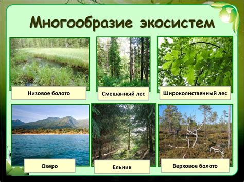 Особенности экосистемы эвкалиптовых рощ