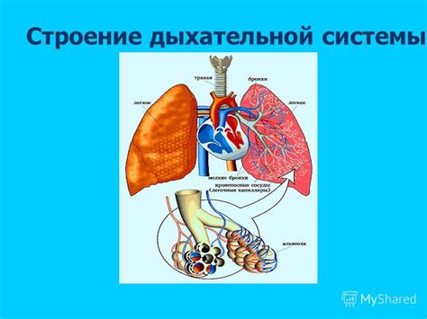 Осознайте свои ощущения и причины дыхательной дисфункции