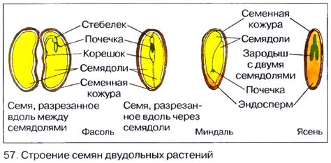 Остатки наружной оболочки плода: происхождение, структура и роль в семени