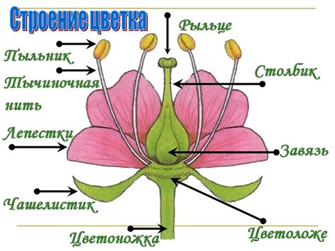 Откройте для себя, какие части цветка могут содержать вещества для защиты растения от вредителей