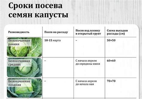 Отличительные характеристики и предварительная подготовка капусты