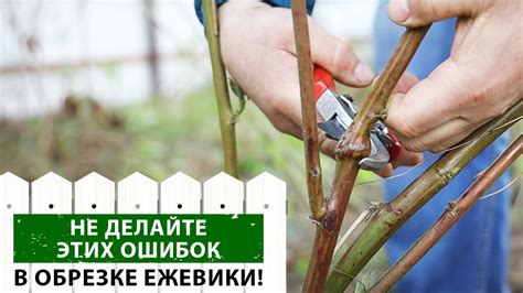 Отличный способ достичь процветания ежевики - умелая обрезка веток