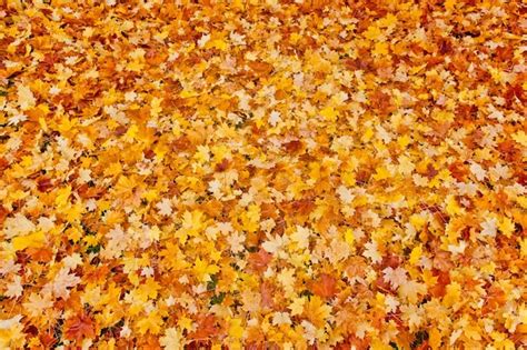 От "Maple Leaf Rag" до "Autumn Leaves": воздействие кленовых рощ на популярные композиции