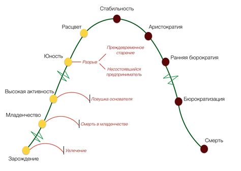 От цветения до созревания: стадии развития хибискуса