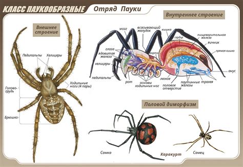 Охота и питание огненных пауков: они бросают вызов преградам!
