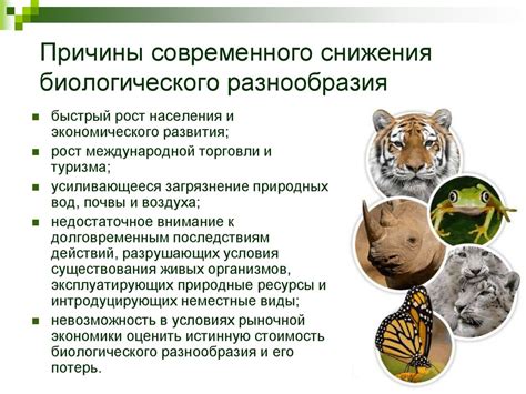 Охрана законодательством и проблемы сохранения красного зимородка в Российской федерации