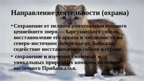 Охрана и сохранение ареала редкого растения в Северо-Западном регионе России