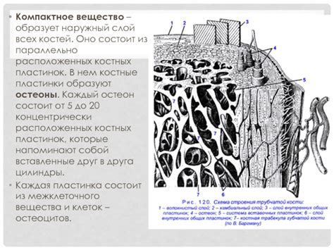 Охрана костей: важность костных пластинок и связок