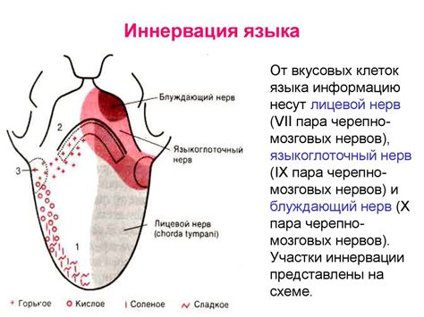 Оценка и восприятие вкусовых нюансов рибного сала у людей с различными предпочтениями в питании