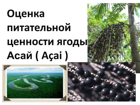 Оценка питательной ценности и качества спелых томатов после хранения. 