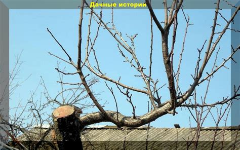 Ошибки, которые лучше избежать при обрезке гребенек у черной крыжовника