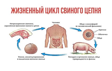 Паразиты и человек