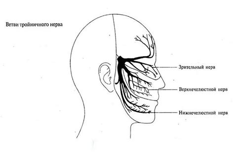 Патологии тройничного нерва