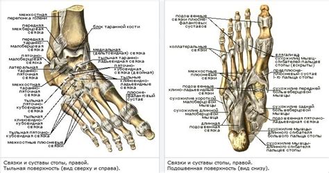 Патологические состояния стопы и их связь с формированием остеофита