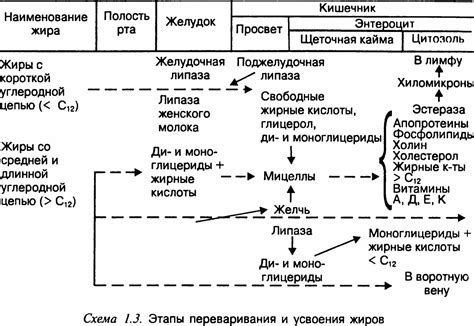 Первая стадия переваривания углеводов: начало превращения крахмала