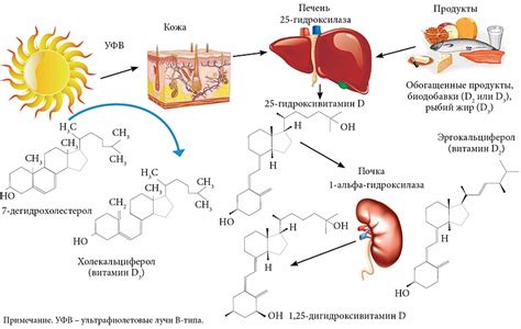 Первоначальное образование витамина D в коже