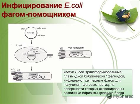 Первый этап: присоединение фага к поверхности клетки