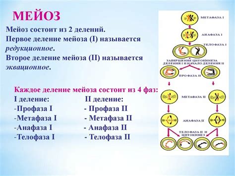 Первый этап мейоза: профаза