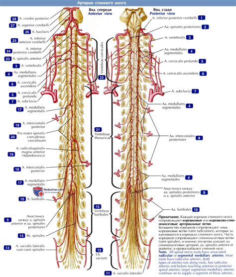 Передние и задние артерии спинного мозга: ключевые обязанности и местонахождение