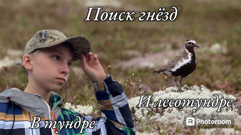 Перемещение волков и его влияние на поиск гнёзд в окрестностях