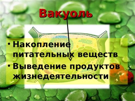 Перенос питательных веществ и выведение отработанных продуктов
