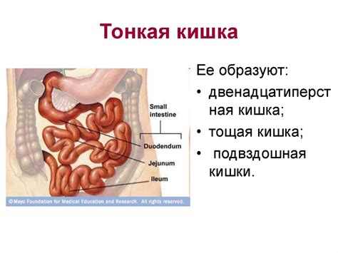 Переход крахмала в тонкий кишечник