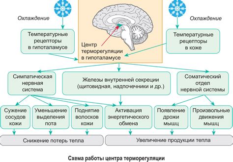 Период адаптации организма и временное изменение температуры после проведения процедуры