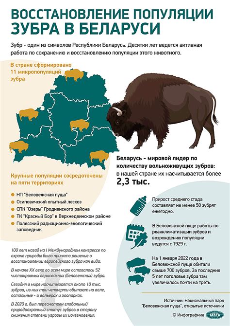 Перспективы восстановления численности "лесного зубра" в Беларуси