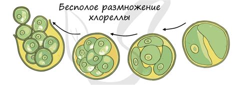 Перспективы развития использования микропрепаратов вольвокса хламидомонады