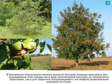 Перспективы развития культуры грецкого ореха в регионах Сибири