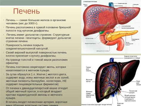 Печень: функции и расположение