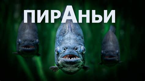 Пираньи и человек: мифы и реальность