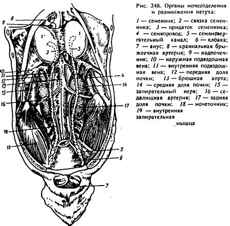 Питание, способствующее улучшению размножения домашних птиц