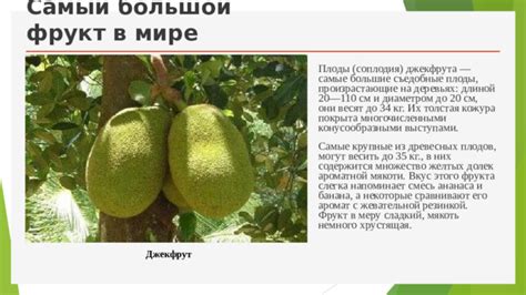 Питательные свойства джекфрута и их воздействие на организм