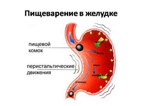 Пищеварение казеина в желудке: процесс высокой сложности