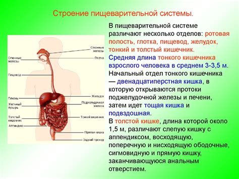 Пищеварительная система: процессы и значимость